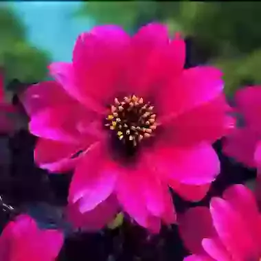 Bishop of Canterbury